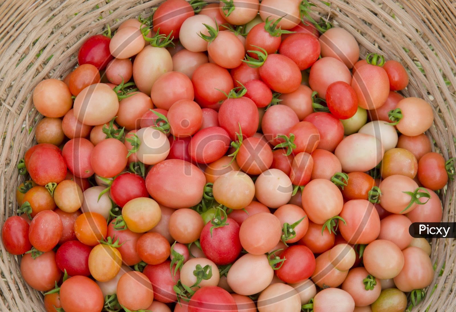 Cherry Tomatoes in a Basket