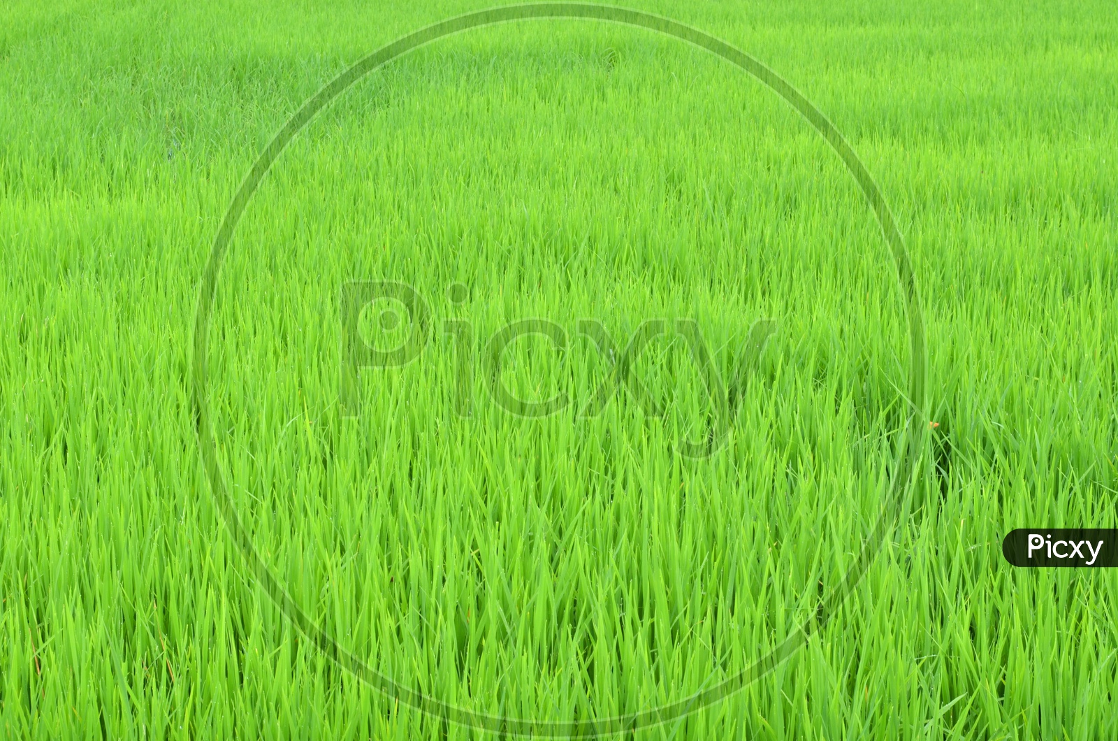 Paddy Or Rice Fields Forming a Background