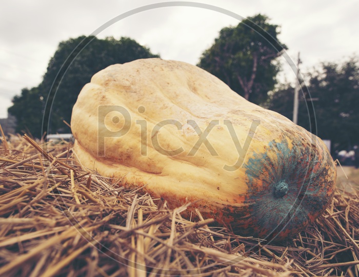 Giant Pumpkin Cultivated from Modern Industrial Agricultural Systems
