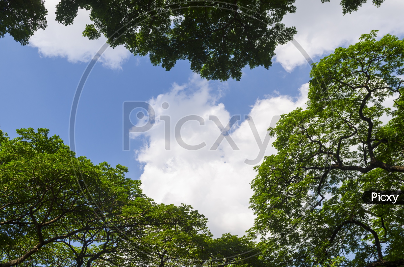 Canopy Of Green Tree Branches  With Bright Sky Background