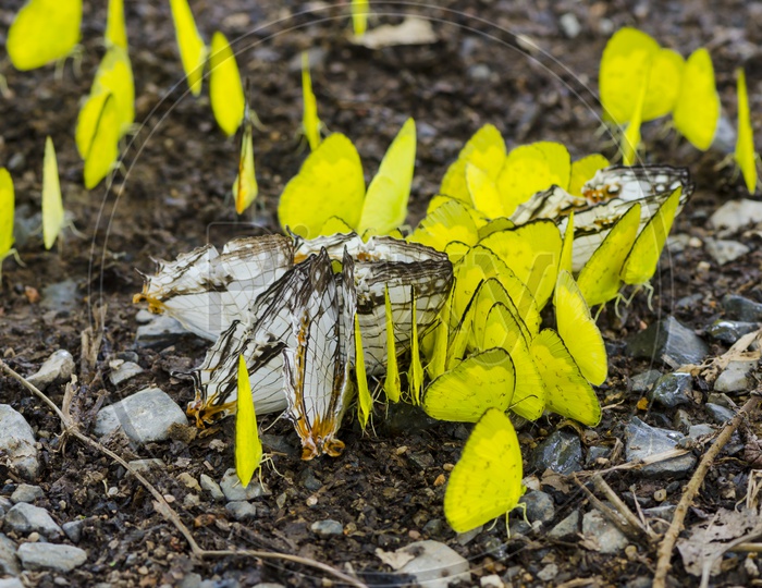 yellow butterflies Flock  on the ground in the forest