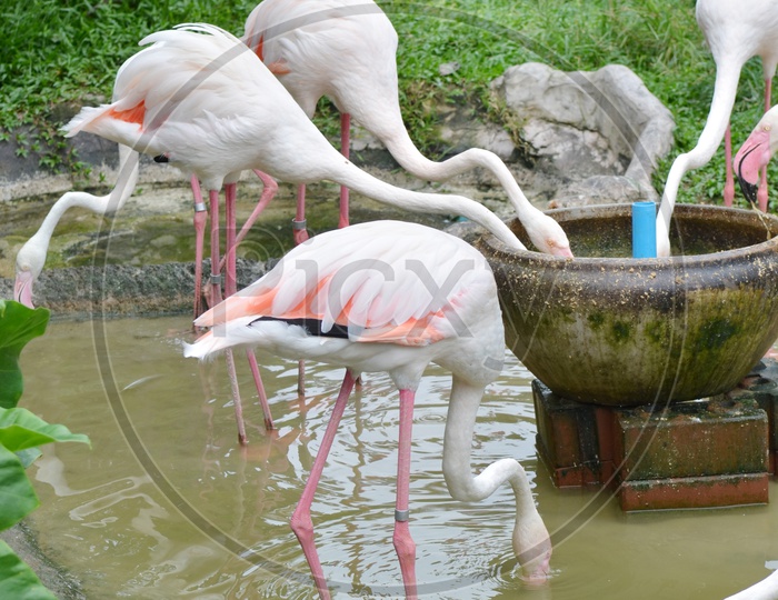 Flamingo Birds At a Lake