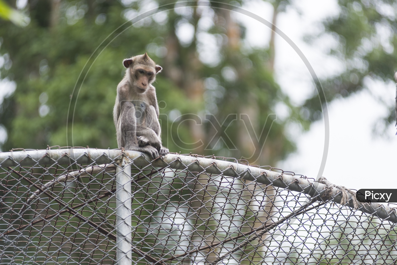 Young Monkey Or Macaque  In a Cage