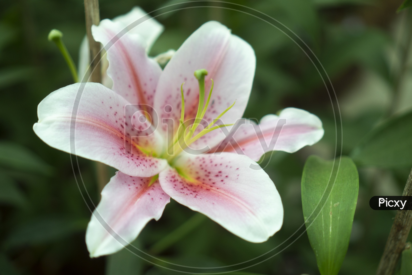 White Lily Stargazer Flower Closeup