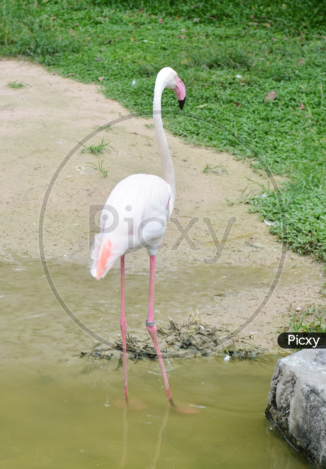 Flamingo At a Lake