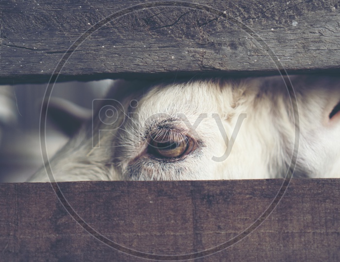 Goat Eye Closeup In a Shed At Goat Milk Organic Farm