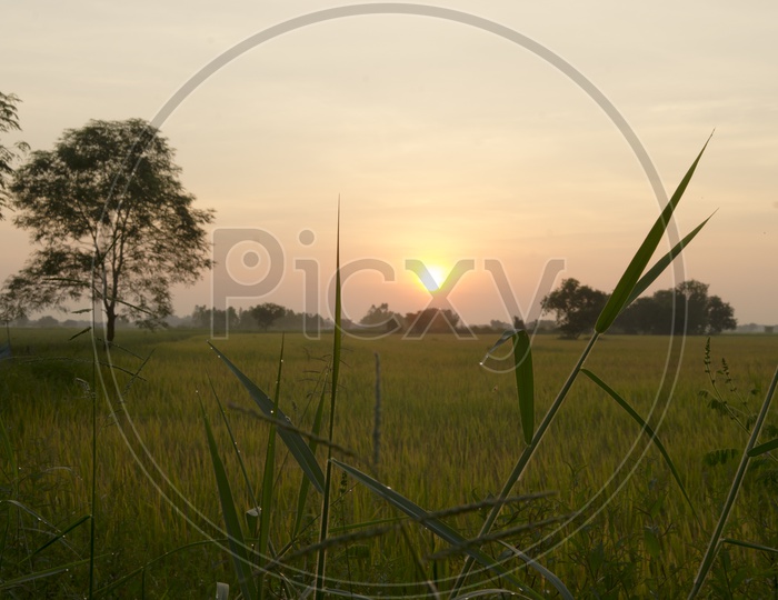 Sunrise on the agricultural field or Paddy Field
