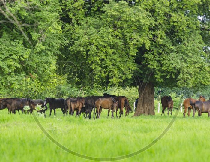horses Grazing   on green meadow in spring