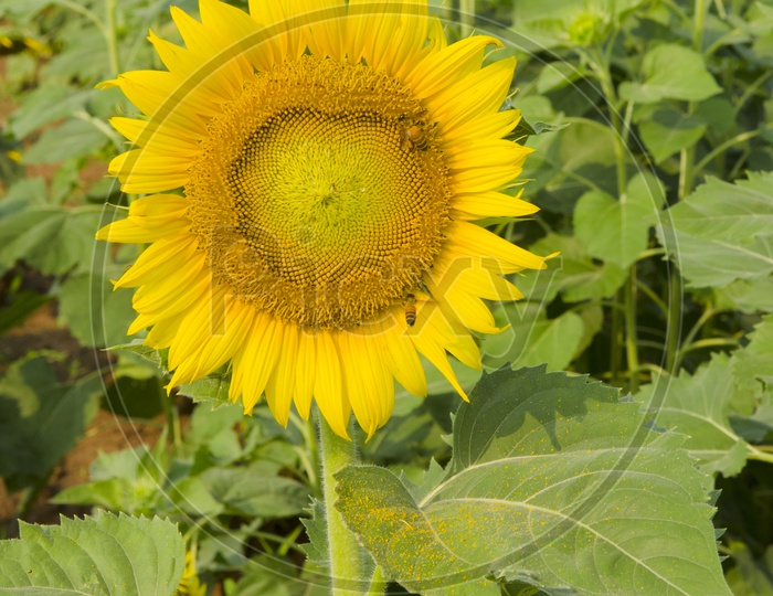 Sunflower Blooming In Field backdrop