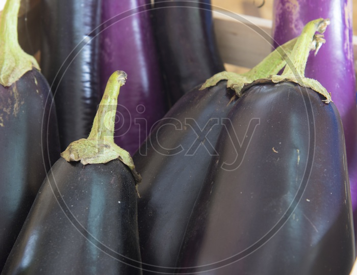 eggplants or Brinjal