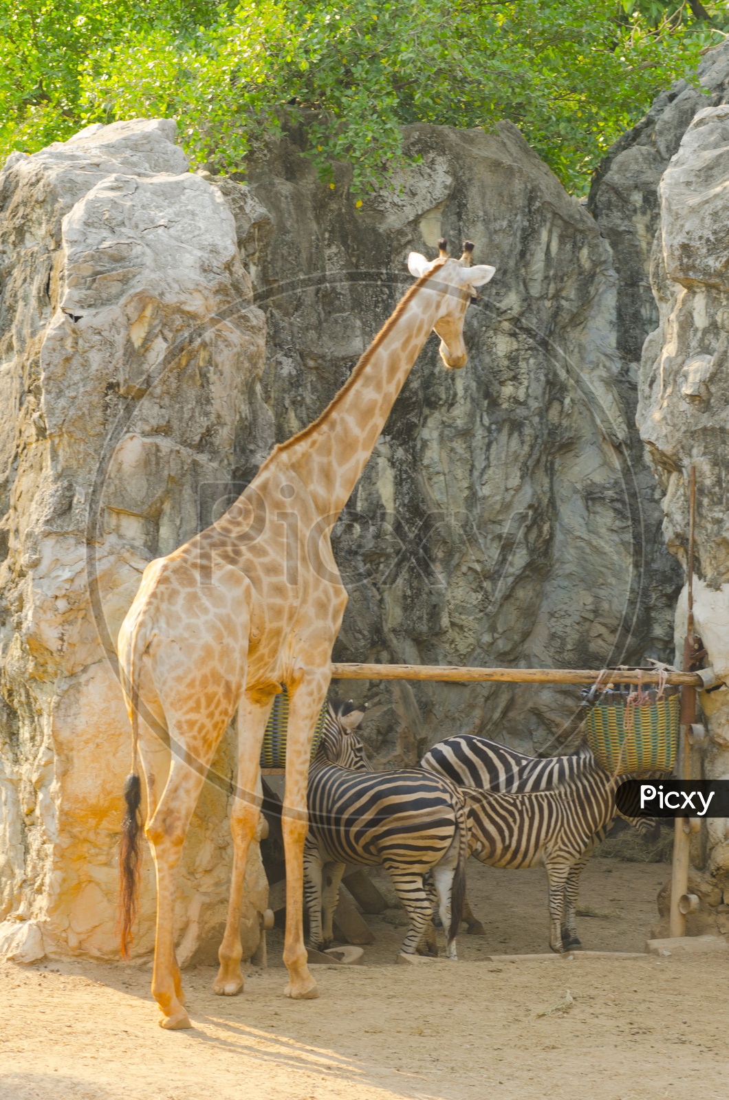 Giraffe  and Zebra In a Zoo