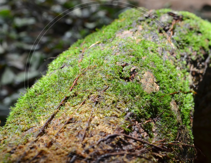 macro shot of  moss on a tree in tropical highland forest, Thailand.