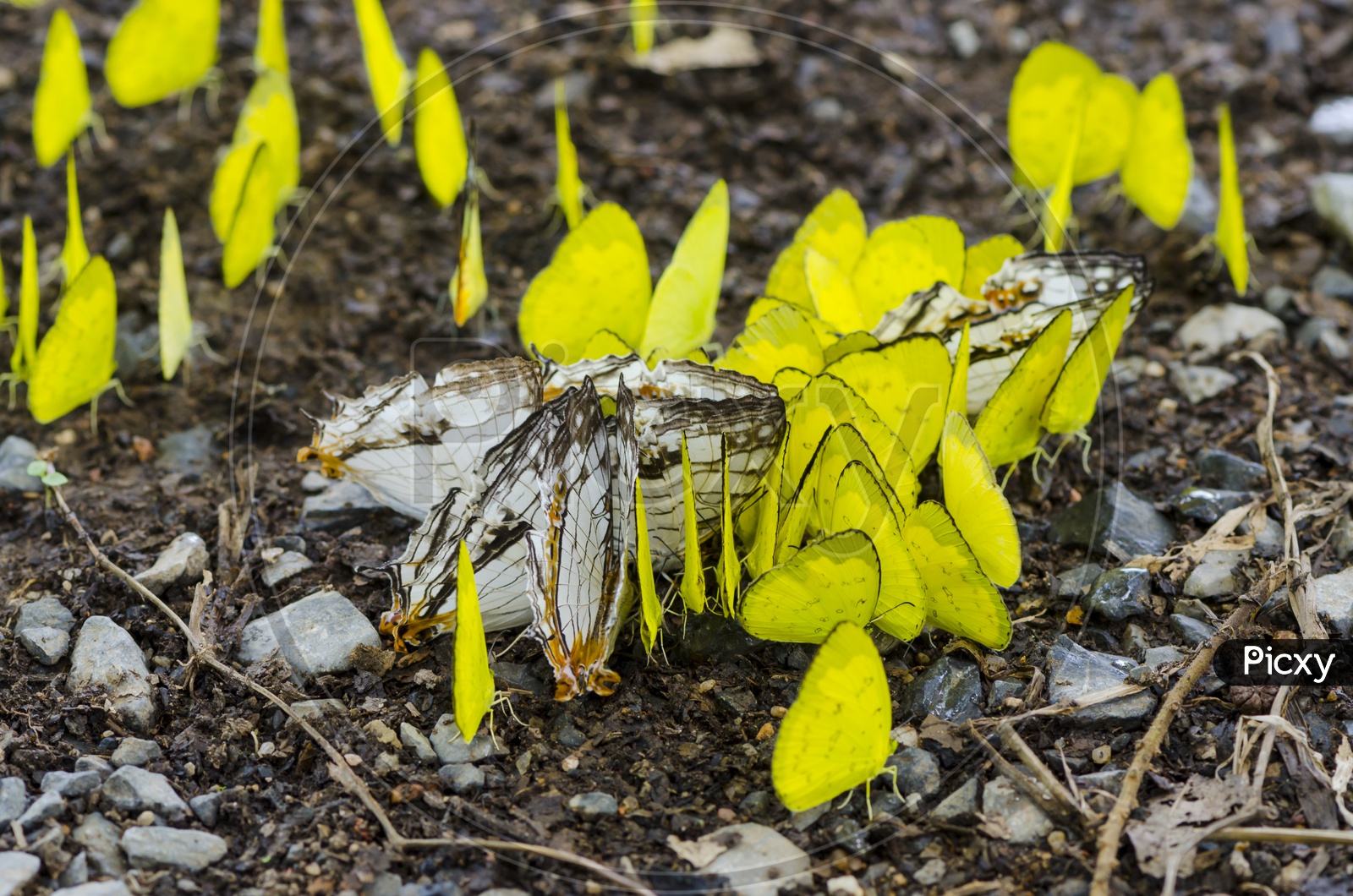 yellow butterflies Flock  on the ground in the forest