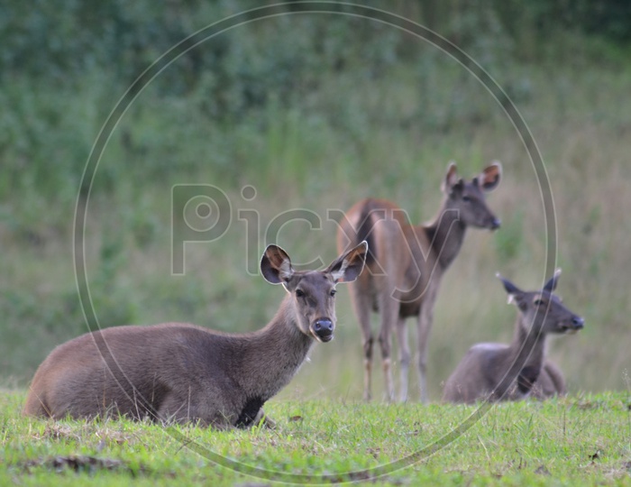 Sambar deer in forest at Khao Yai national park, Thailand