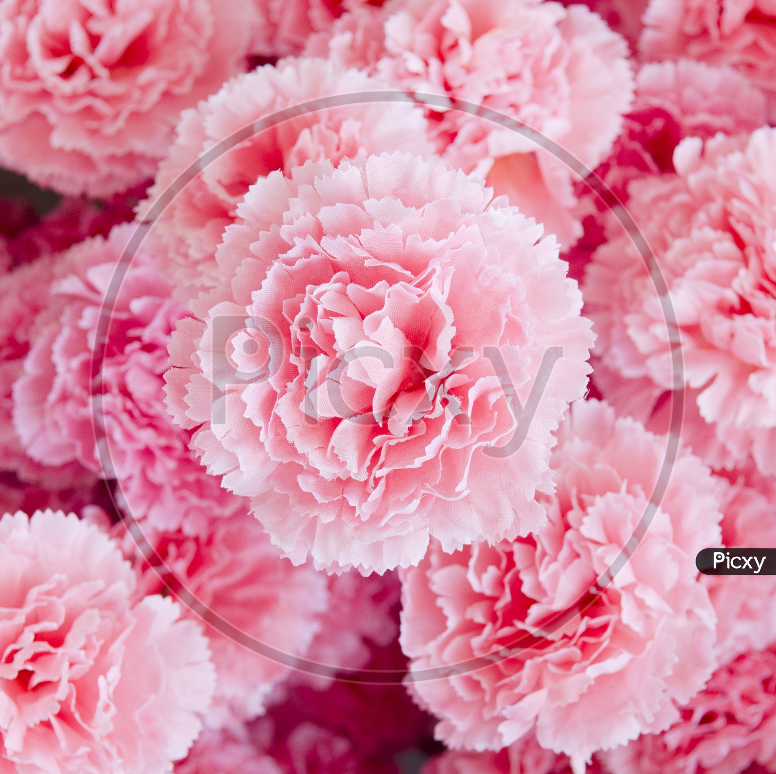 Beautiful Rose  Flowers Closeup Filled Backgrounds