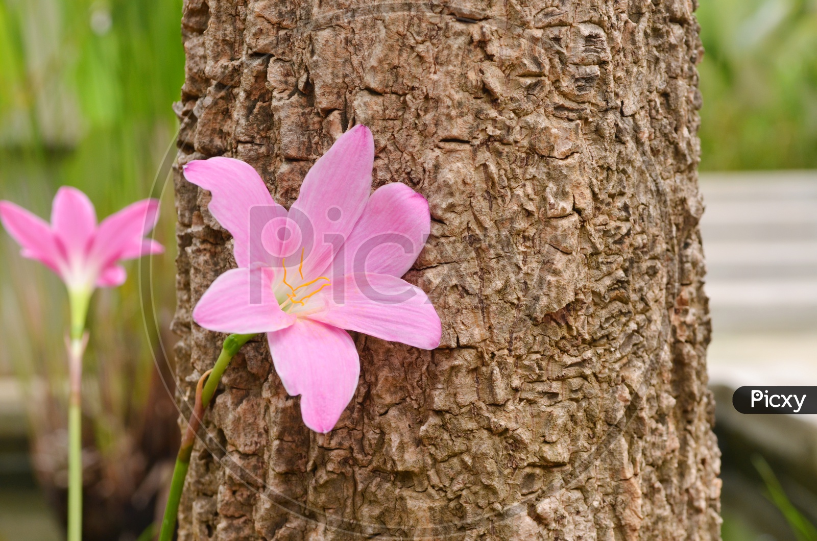beautiful pink flowers with tree