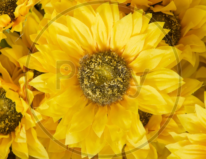 Beautiful Yellow   Flowers Closeup Filled Backgrounds