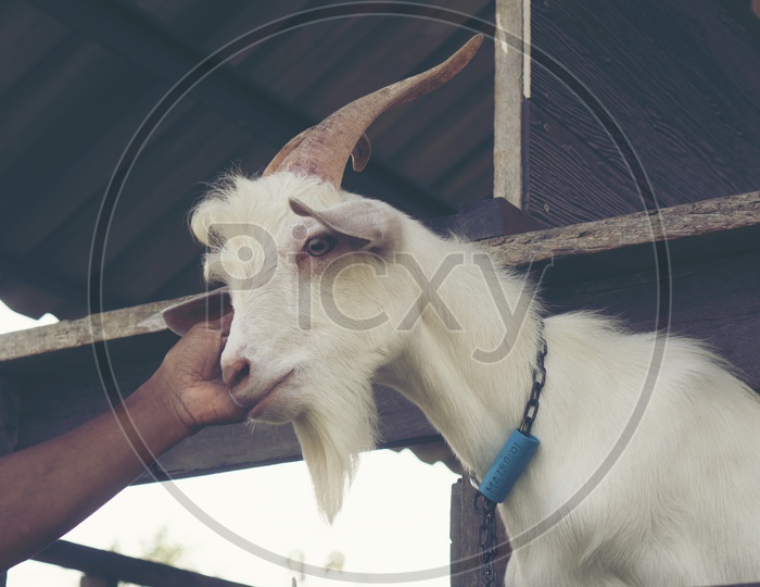White Goats In an Organic Farm For Goat Milk Harvesting