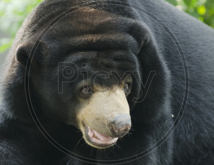 Black Bear in a Zoo
