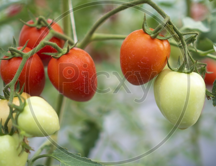 Tomatoes growing in Greenhouse Farm at Thailand