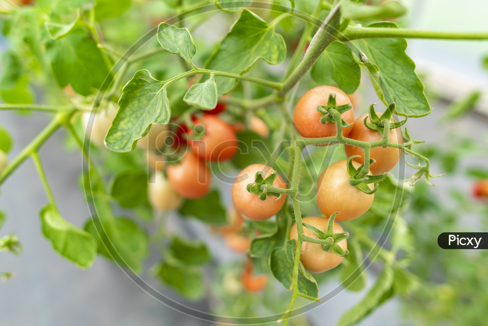 Tomatoes growing in a Greenhouse Farm, Thailand