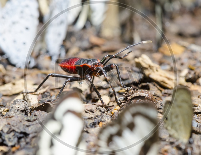 Red Bug In tropical Forest