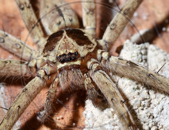 Detail of a tarantula spider Closeup