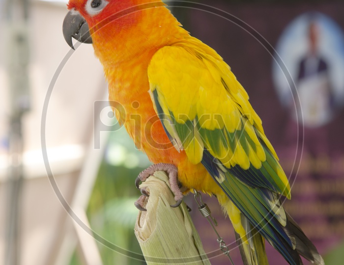 beautiful  colorful parrot Bird