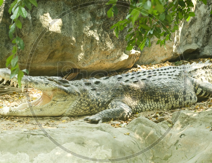 Crocodile In a Zoo