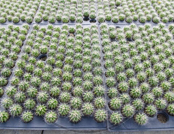 Group Of Cactus Plants In a Plantation With Pattern Filled Background