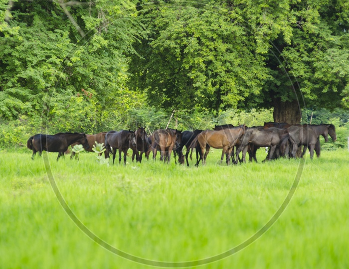 Horses Grazing   in a Pasture