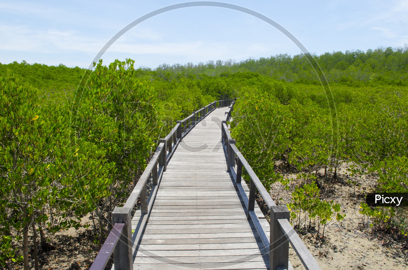 Dense Mangrove Forest With Trees And Wooden Bridge At  Petchaburi, Thailand.