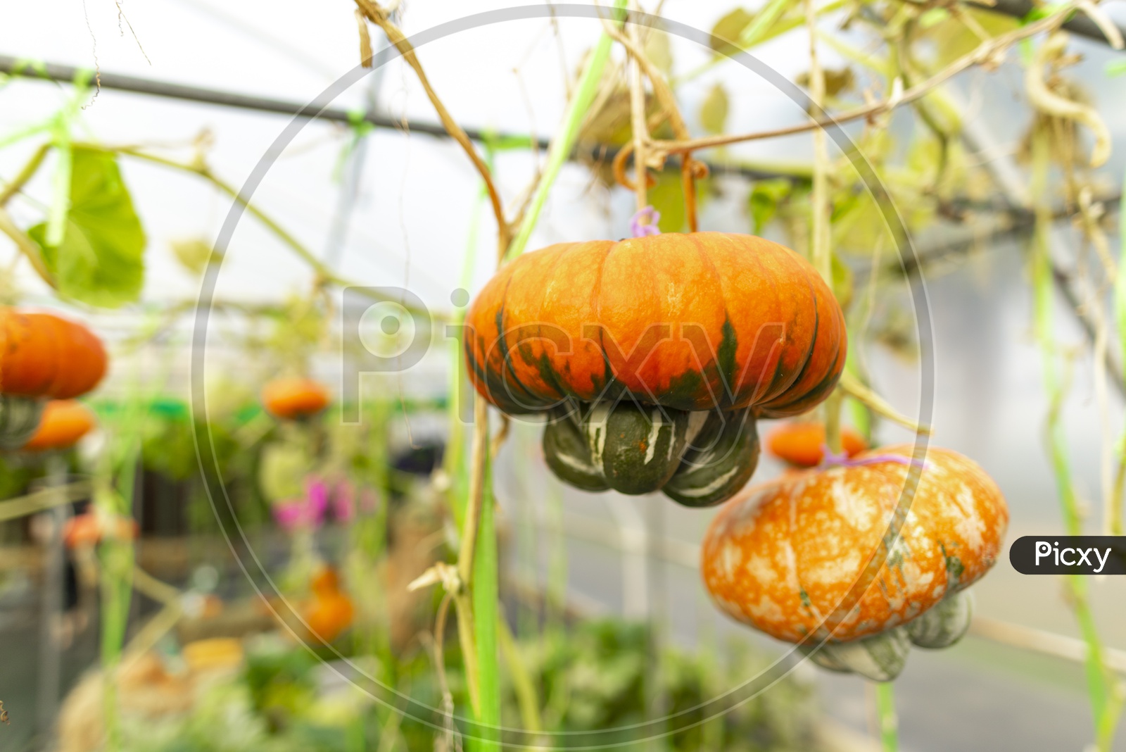 fantasy pumpkin Cultivation By Modern Agricultural technique In Green Houses