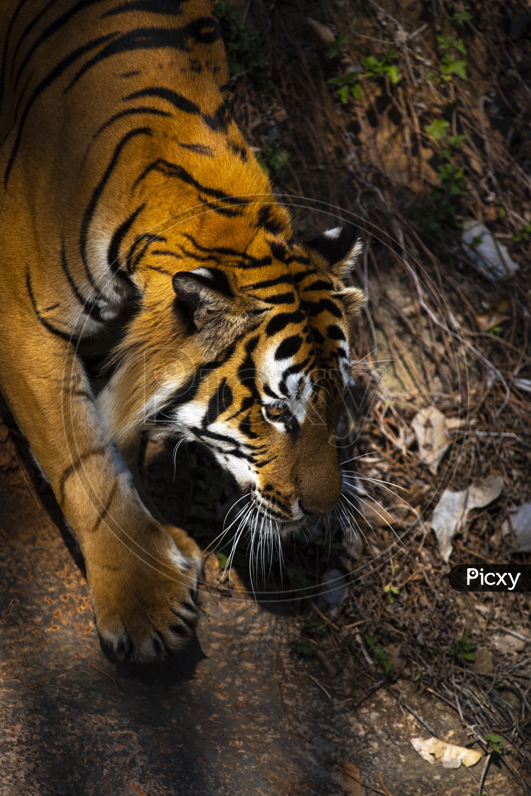 Bengal Or Asian tiger is walking carefully. in A Zoo