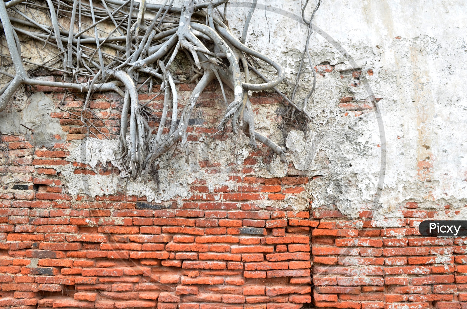 Roots Covered Brick Wall  Forming a background
