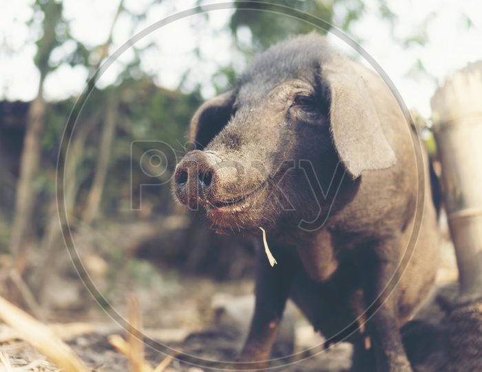 Black Pig in Farms Of Local Asian Villages