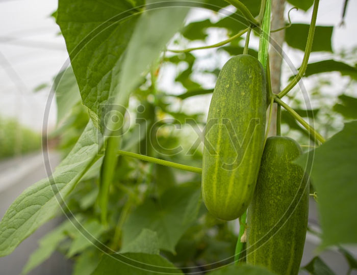 Green Fresh Cucumber Growing In Plant