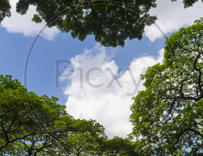 Canopy Of Green Tree Branches  With Bright Sky Background