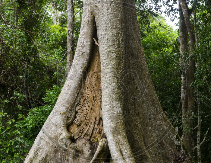 Tree Stem of a Big tree in Tropical Forest