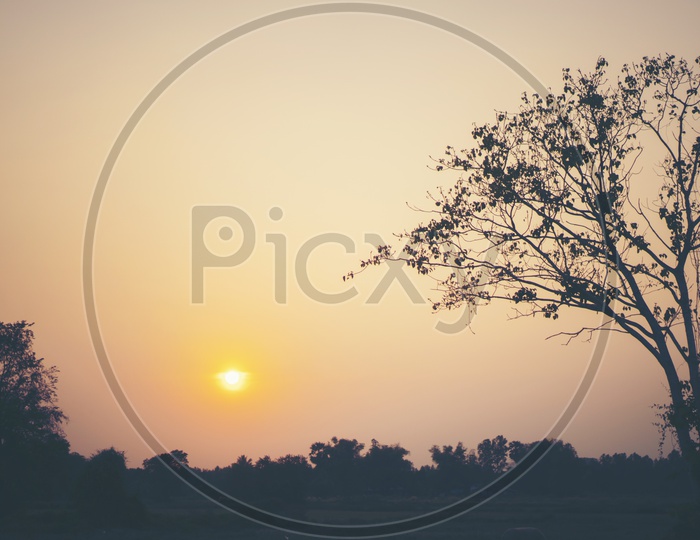 Silhouette Of Tree With Sunset Background