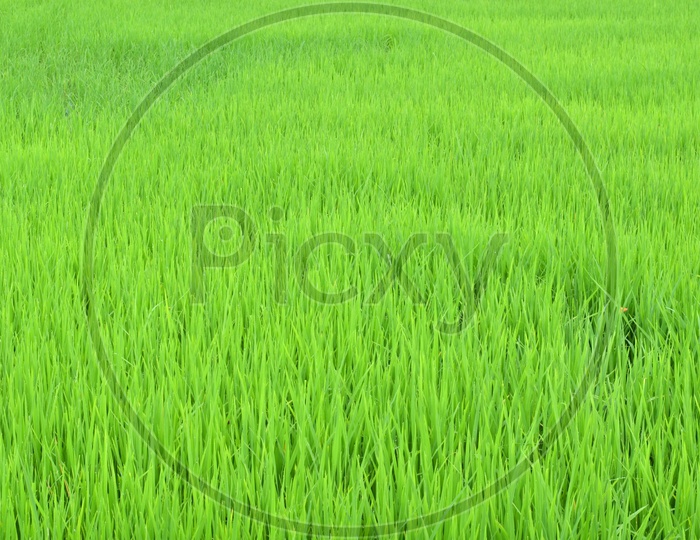 Paddy Or Rice Fields Forming a Background