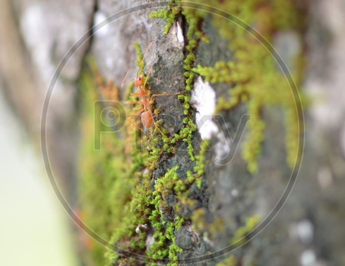 Close up of red weaver ants On a Moss