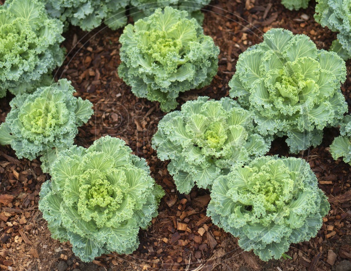 Fresh Organic Vegetable Farming In Green Houses With Fresh Plants Closeup