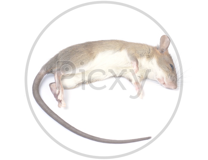 A Dead Mouse Isolated on White Background
