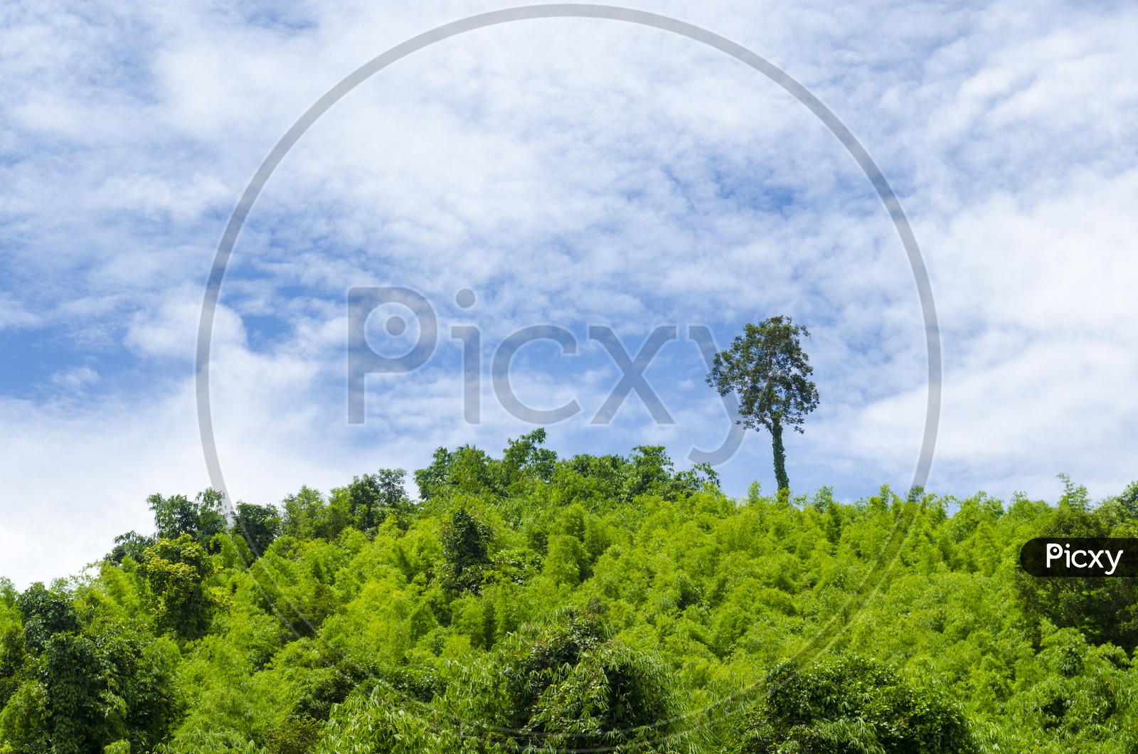 Green trees In a Tropical Forest With Blue Sky