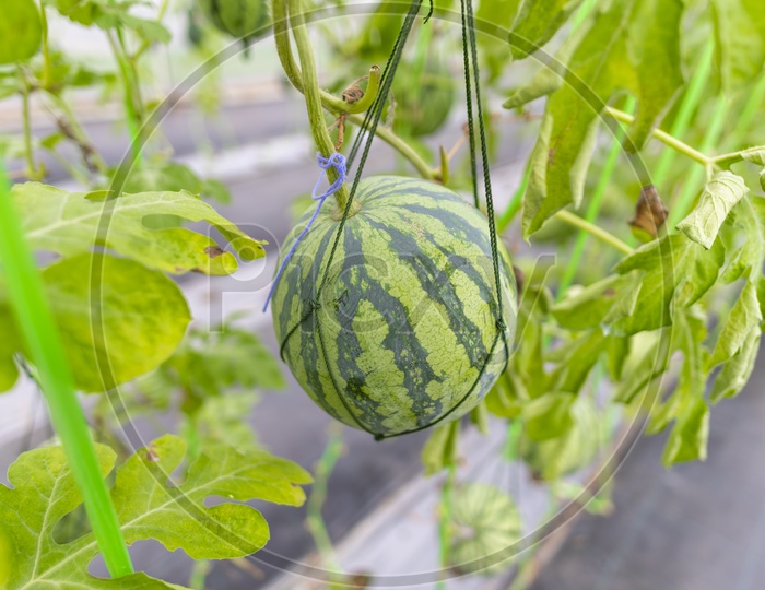 Watermelon Cultivation By Modern Agricultural technique In Green Houses