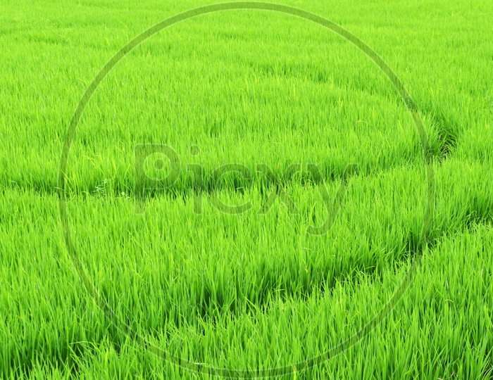 Green Young Paddy Or Rice Ears In a Agricultural Field