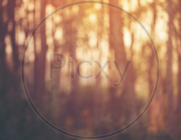 Abstract Background With Bokeh Of  Sunset Scene In Tropical Forest