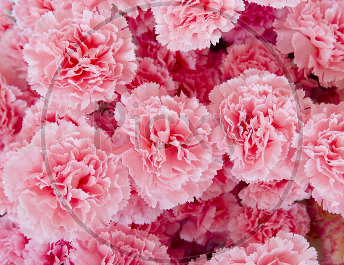 Beautiful Rose  Flowers Closeup Filled Backgrounds