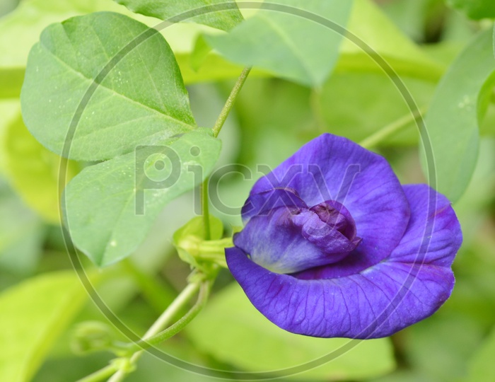 purple flower  Blooming On Plant